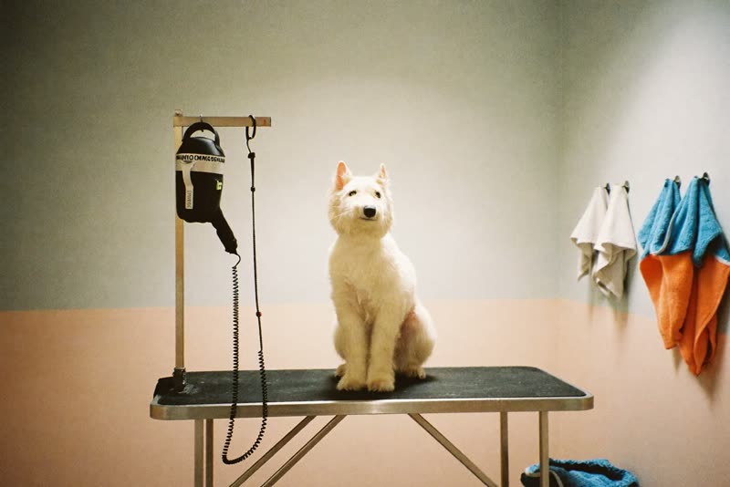 A tidy grooming room with a stainless steel table, dryer and folded towels