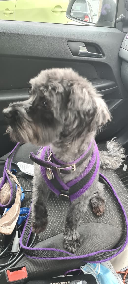 A freshly groomed small grey terrier sitting up with its head raised, wearing a purple harness