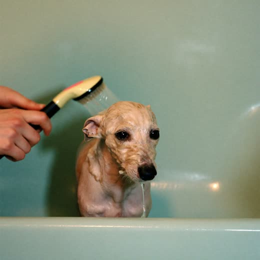 A small wet dog being bathed, hands lathering its back